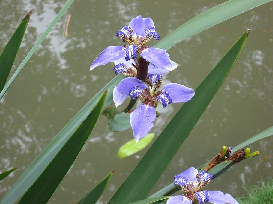 brazil, state of rio de janeiro, flowers, flowering plant, vulnerability, HD wallpaper