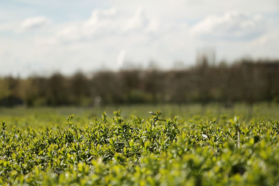 marco, closeup, germany, essen, plant, garden, green, dof, blur HD wallpaper