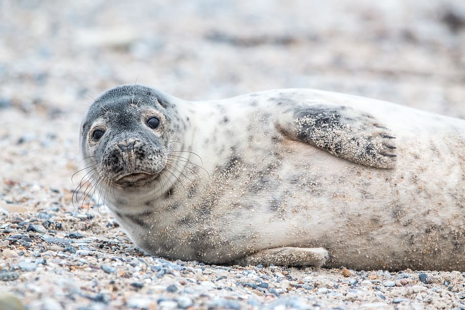 grey seal, helgoland, dune, sand, beach, nature, animal, animal world, HD wallpaper