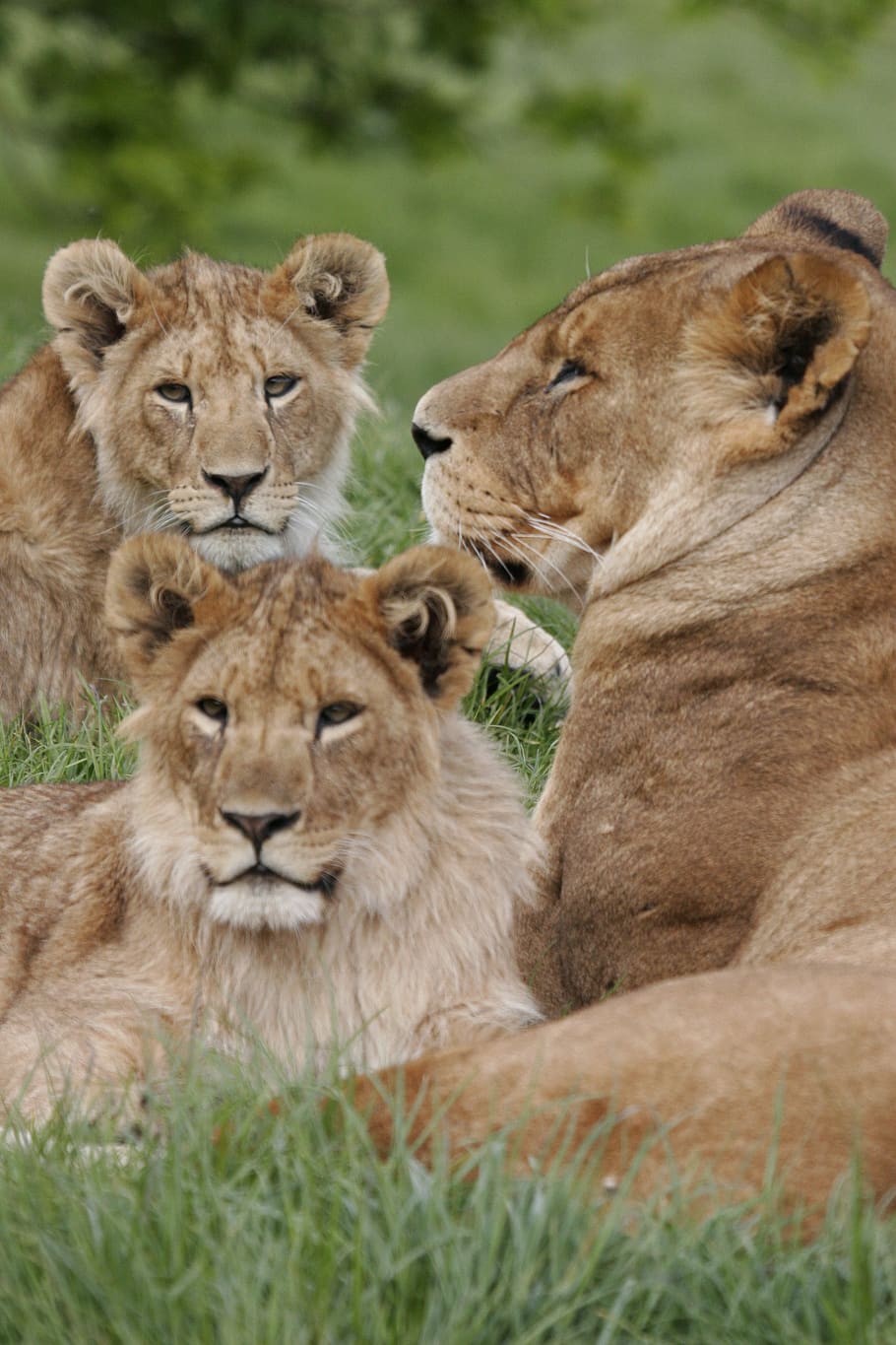 Фото лев львица и 2 львенка