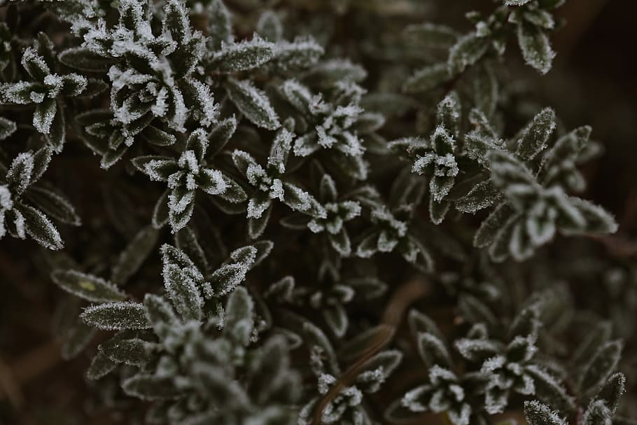frosted green shrubs, plant, close-up, frozen, selective focus HD wallpaper
