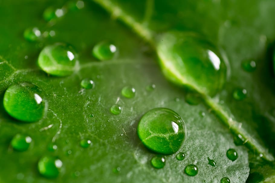 leaf, green, macro, nature, plant, foliage, summer, ivy, spring HD wallpaper