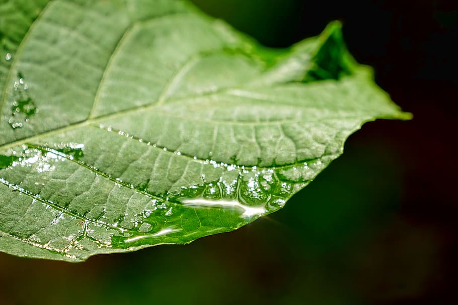 nature, leaf, leaves, raindrop, green, summer, plant part, water HD wallpaper