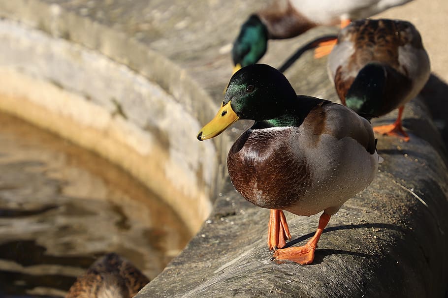 three mallard ducks, bird, animal, waterfowl, oxford, university of oxford botanic garden HD wallpaper