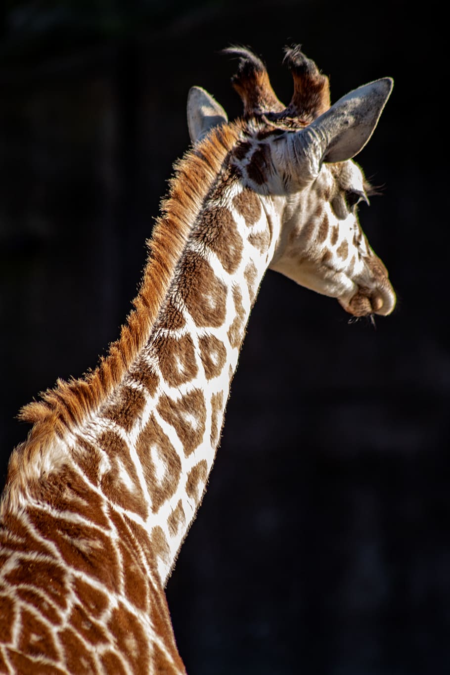 brown and gray giraffe, one animal, mammal, animal wildlife, animal body part HD wallpaper