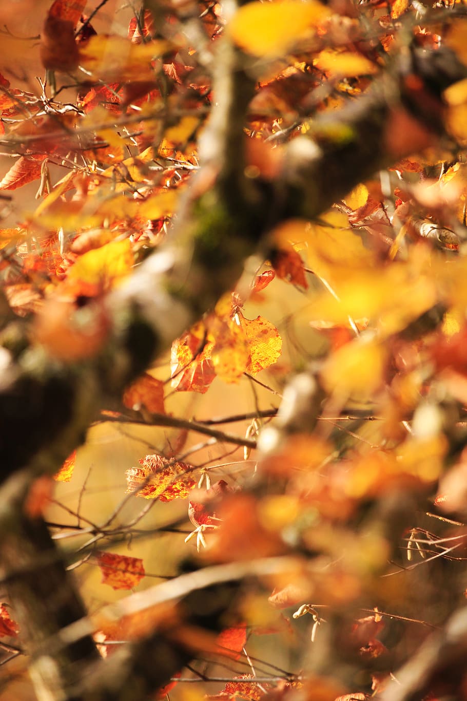leaf, plant, tree, maple, france, occitanie, nature, leaves HD wallpaper