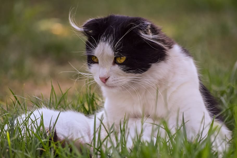 cat, kitten, animals, nature, feline, white, black, black and white cat HD wallpaper