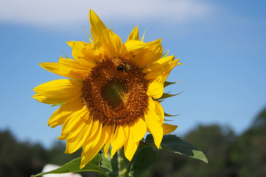 sunflower, blue, yellow, large, summer, sky, bloom, cheerful HD wallpaper