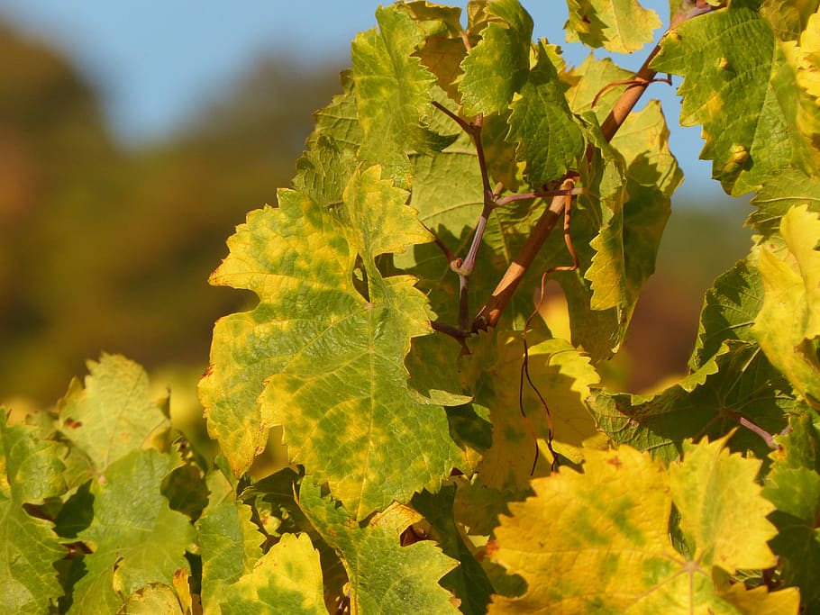 autumn, leaves, wine, vine, fall foliage, fall color, vintage