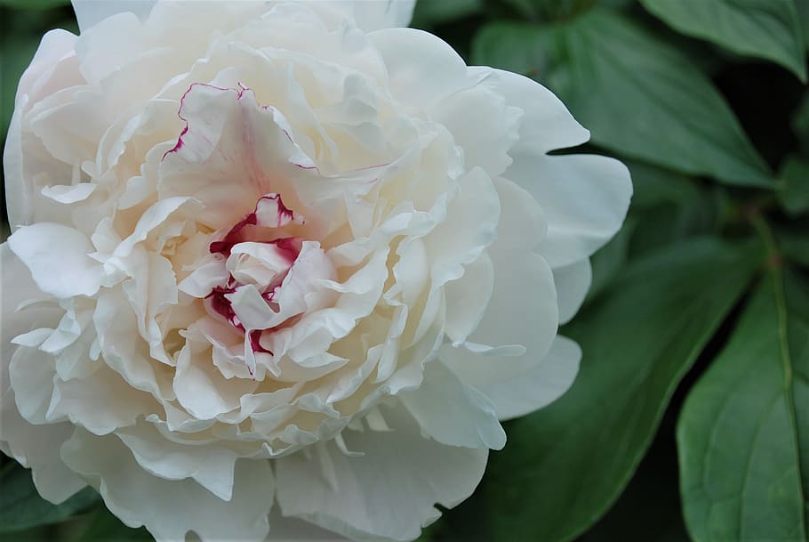 peony, white, blossom, bloom, spring, garden, flowers, flowering plant HD wallpaper