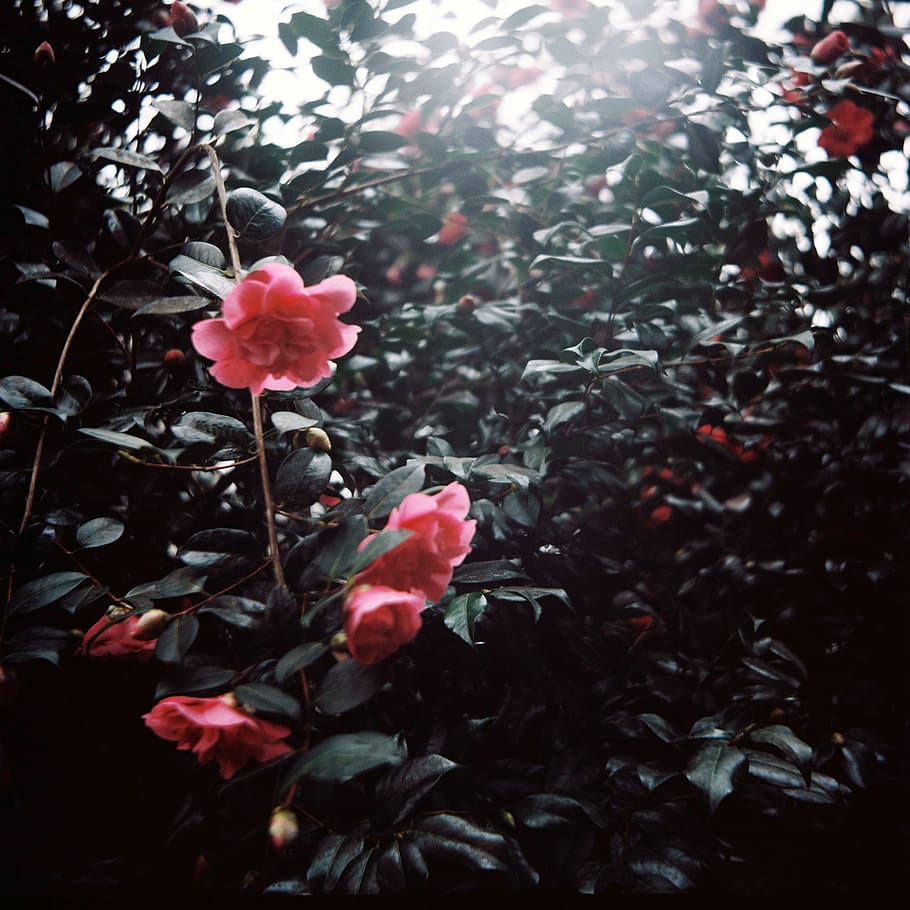 Camellia, plant, flower, flowering plant, growth, beauty in nature HD wallpaper