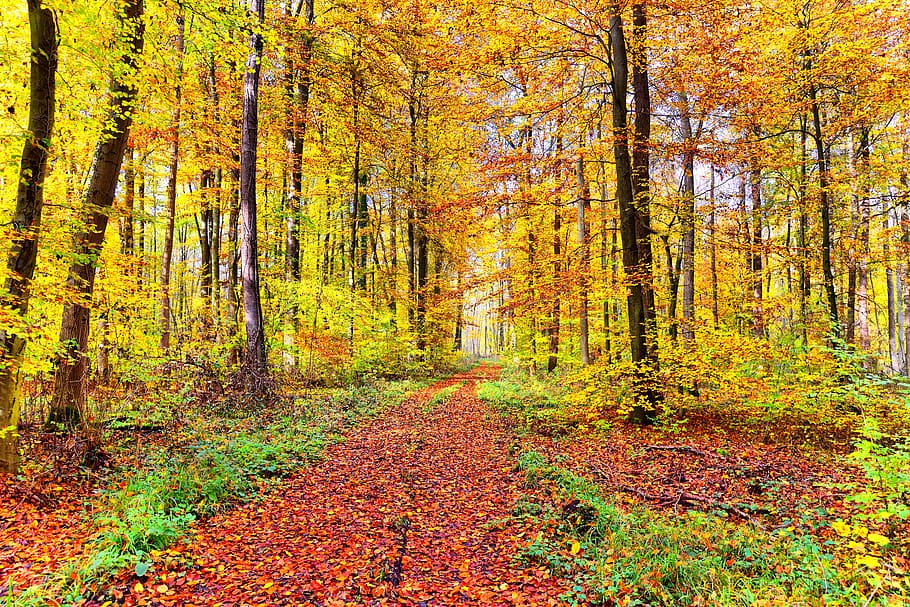 nature, forest, landscape, leaves, moss, mushroom, trees, away HD wallpaper