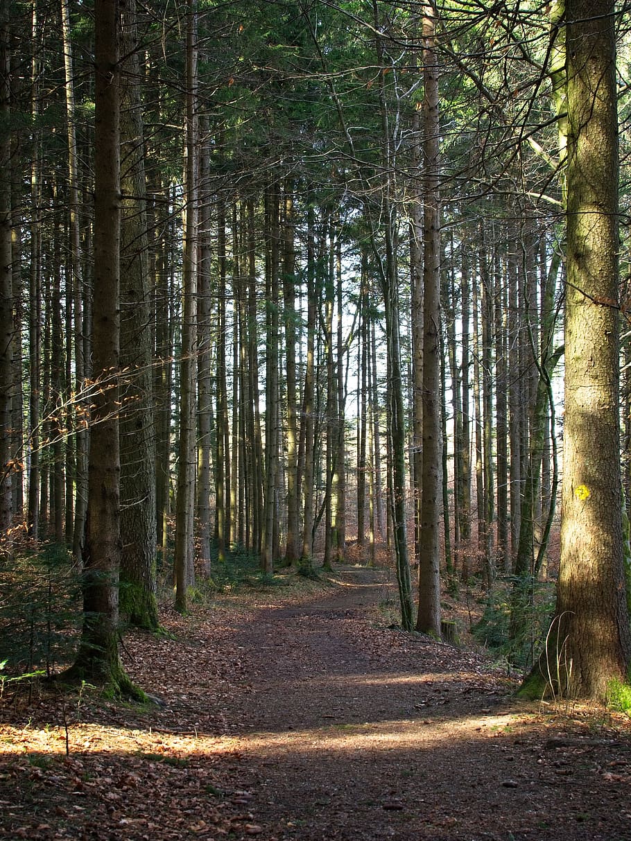 spring, forest, nature, trees, away, frühlingsanfang, idyllic HD wallpaper
