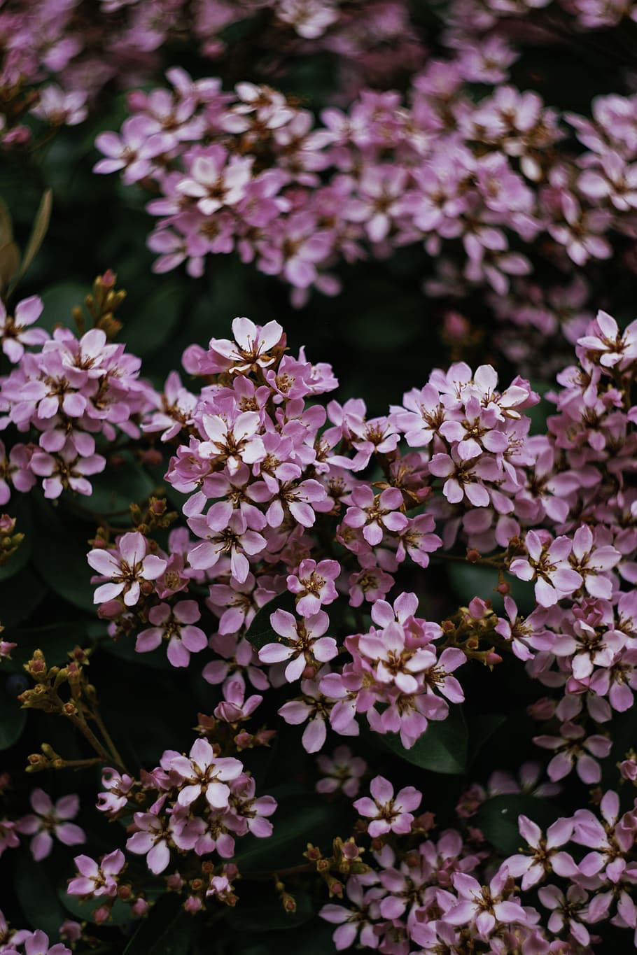 blooming pink flowers, flowering plant, vulnerability, fragility HD wallpaper