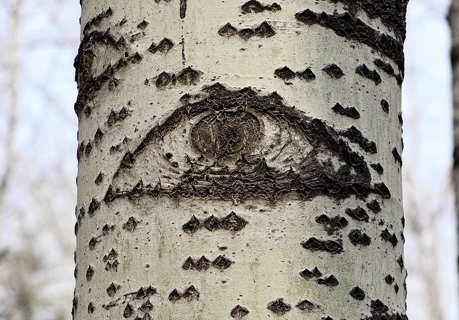tree, eye, forest, mystery, natural, bark, fantasy, the devil HD wallpaper