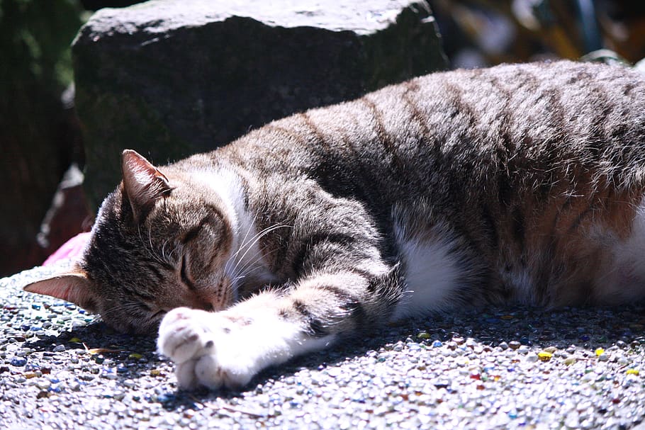 big, sleep, cat, mammal, feline, domestic animals, pets, domestic cat HD wallpaper