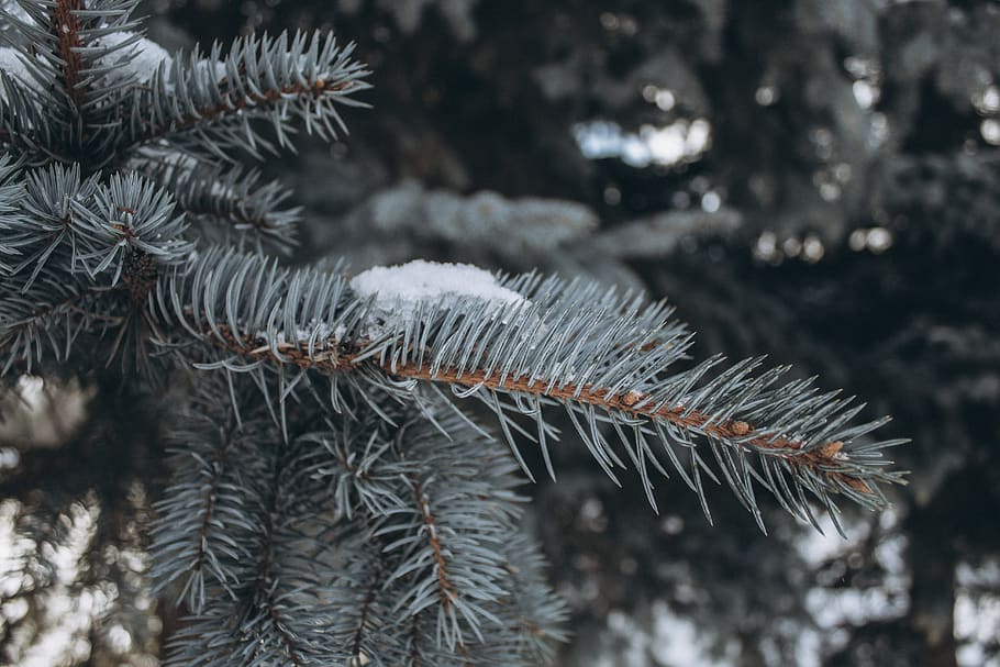 winter, spruce, snow, tree, nature, december, frost, snowflake HD wallpaper