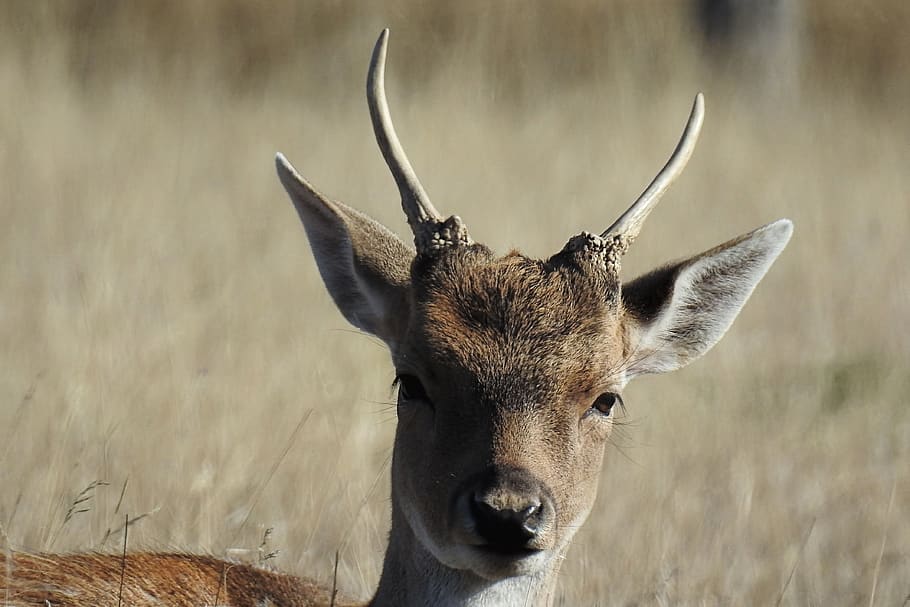 hirsch, wild, fallow deer, nature, animal world, forest, one animal HD wallpaper