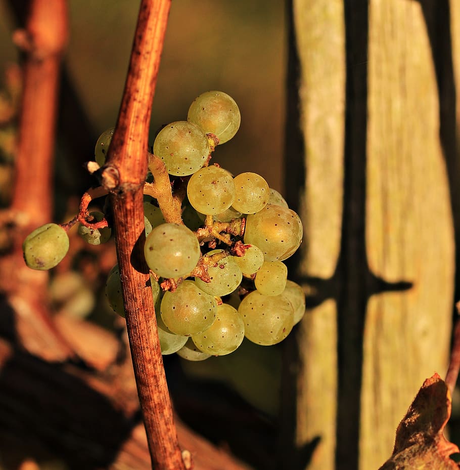 Close Photo of Grapes, blur, close-up, farm, focus, fruit, fruits HD wallpaper