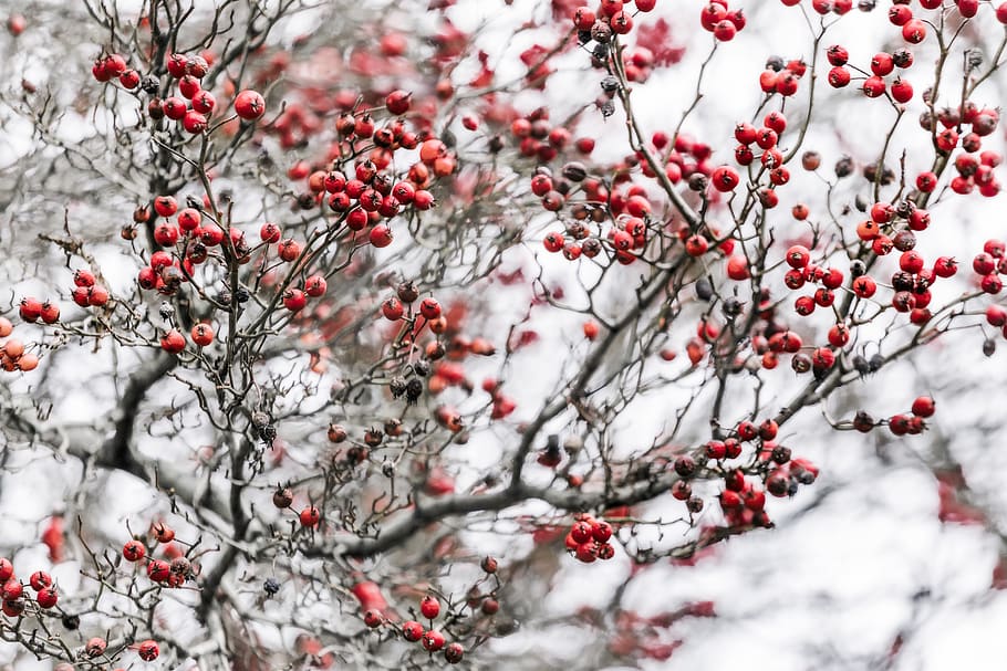 red berries, plant, food, fruit, cherry, blossom, flower, ornament HD wallpaper