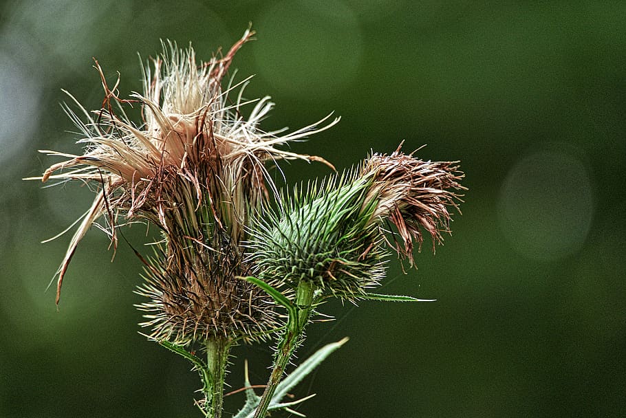 thistle, inflorescence, backlighting, close up, nature, plant HD wallpaper