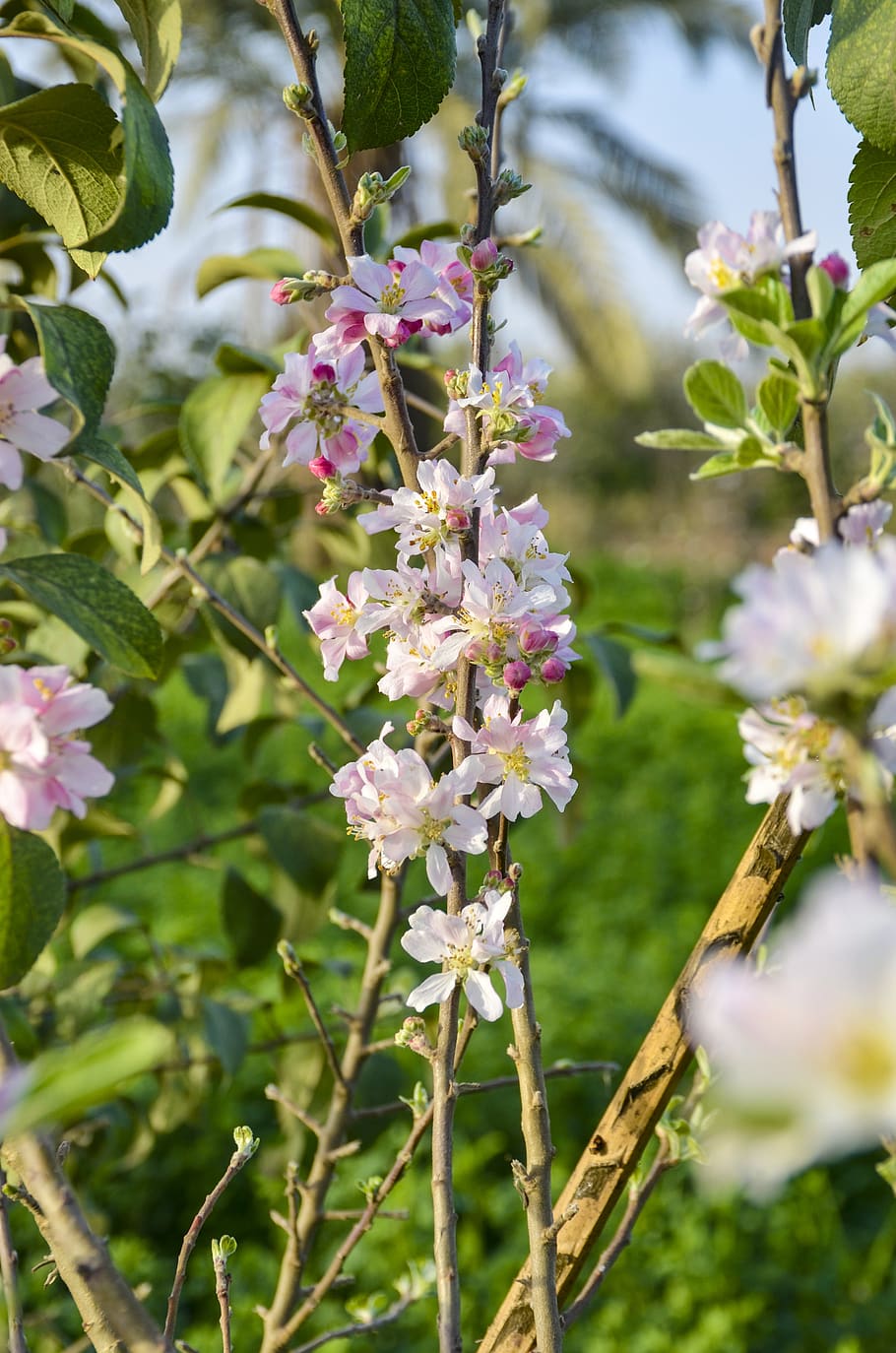 blooming, spring, plant, blossom, nature, flower, summer, petals HD wallpaper