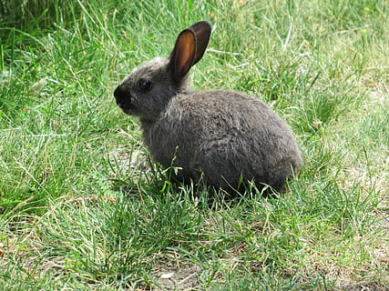 bunny, rabbit, grey, gray, animal, mammal, baby, young, jericho beach HD wallpaper