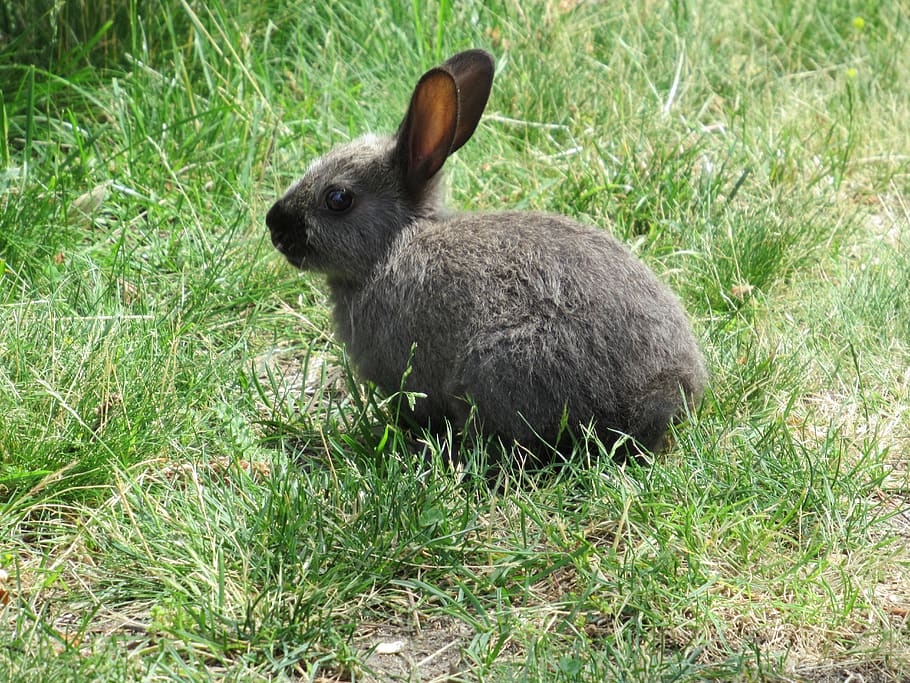 bunny, rabbit, grey, gray, animal, mammal, baby, young, jericho beach HD wallpaper