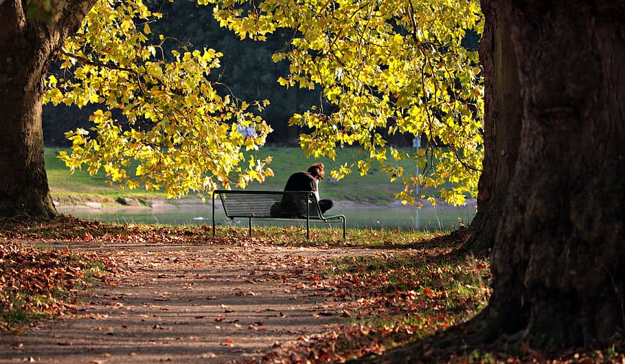 read, park, bank, learn, book, nature, woman, water, recover HD wallpaper