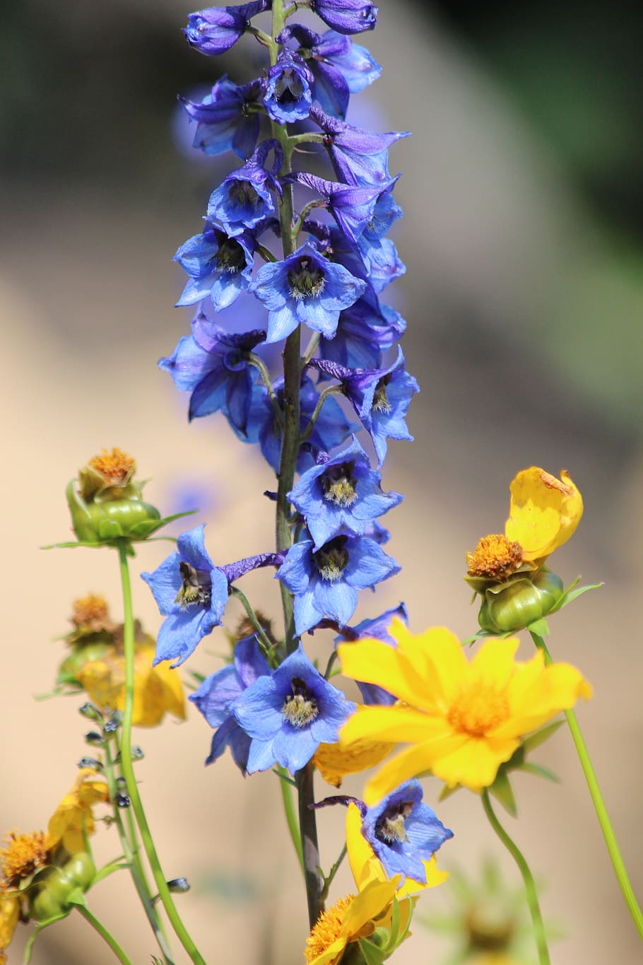bell, blue flower, delphinium, yellow, bloom, summer, botanica