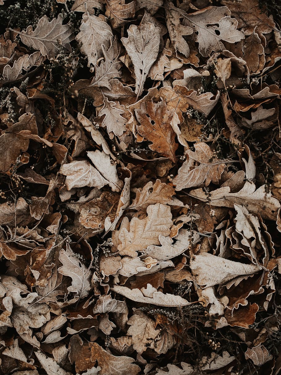 brown dried leaves display, leaf, plant part, dry, autumn, change HD wallpaper