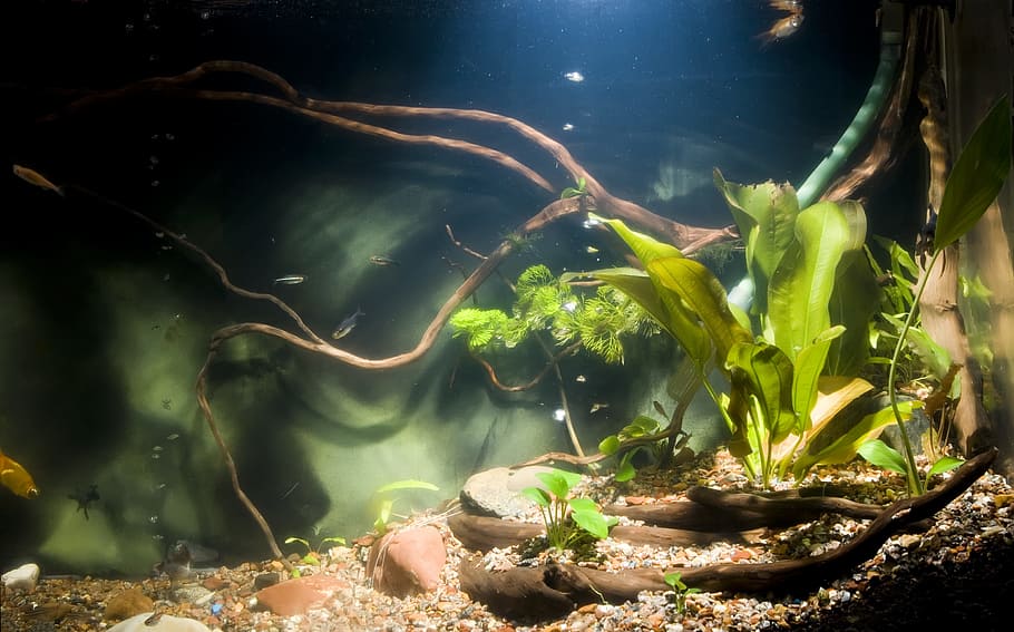 aquarium, fish, nature, plant, no people, night, green color HD wallpaper