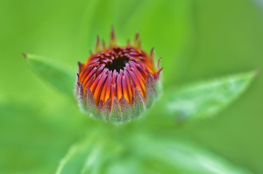 Shallow Photo of Yellow and Purple Flower, bloom, blossom, flora HD wallpaper