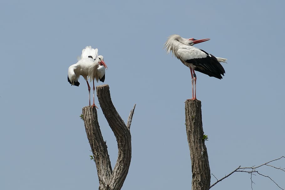 stork, uiver, flutter, baltsen, couple, propagation, bird, fauna HD wallpaper