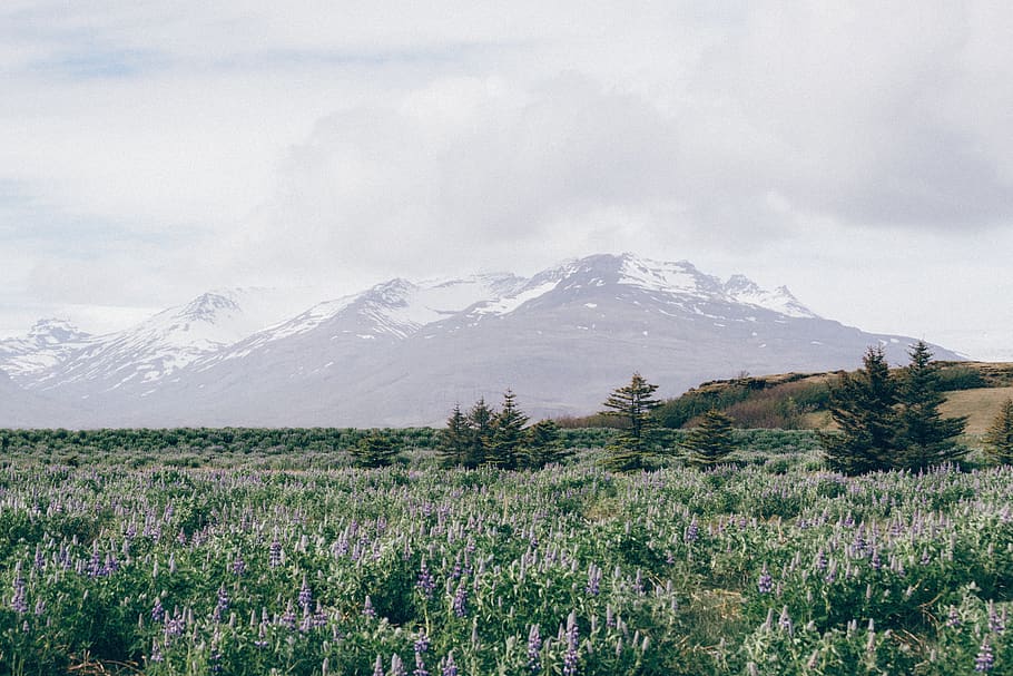 nature, mountain, trees, flowers, clouds, snow, beauty in nature HD wallpaper