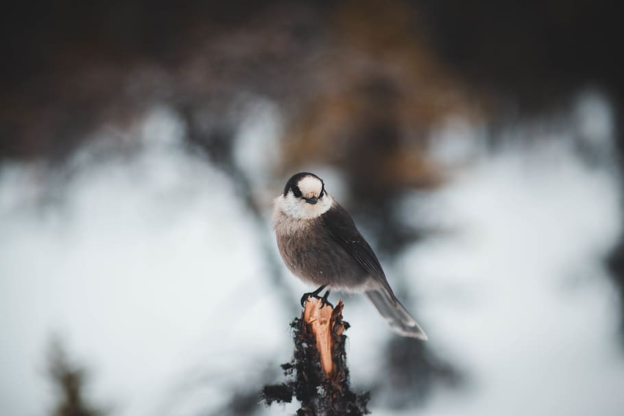 black small beaked bird on tree, animal themes, animal wildlife HD wallpaper