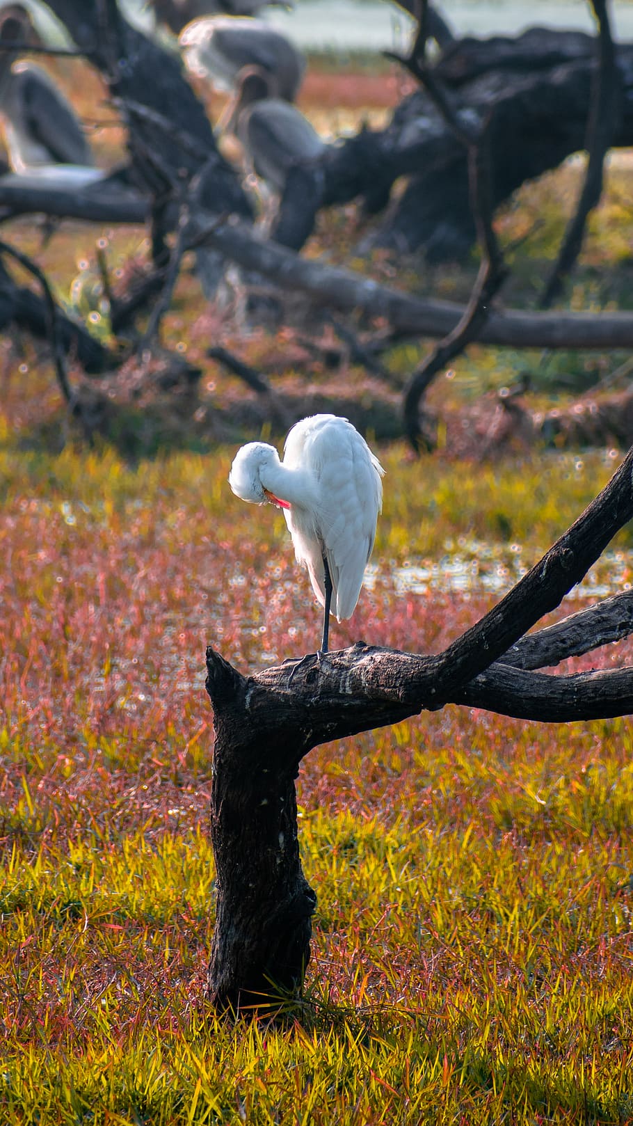 white bird perched on tree, animal, waterfowl, ground, stork HD wallpaper