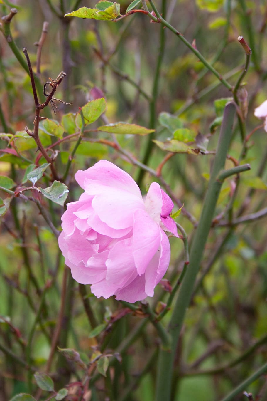 pink, rose, flower, bloom, romance, romantic, thorn, floral HD wallpaper