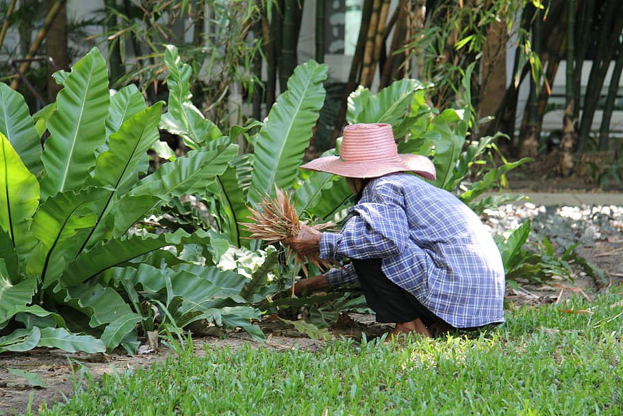 hard working, gardener, gardening, workers, pruning, shovel HD wallpaper