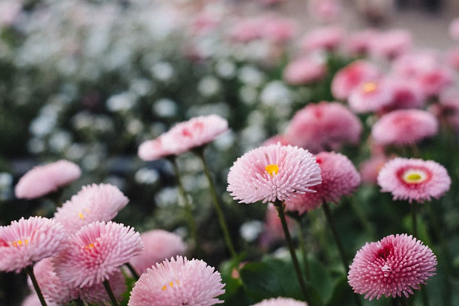 Tilt Shift Lens Photography of Pink Flowers, bloom, blooming HD wallpaper