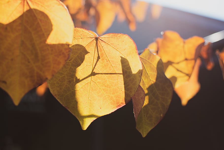 leaf, plant, tree, veins, maple leaf, leaves, sunset, sunrise HD wallpaper