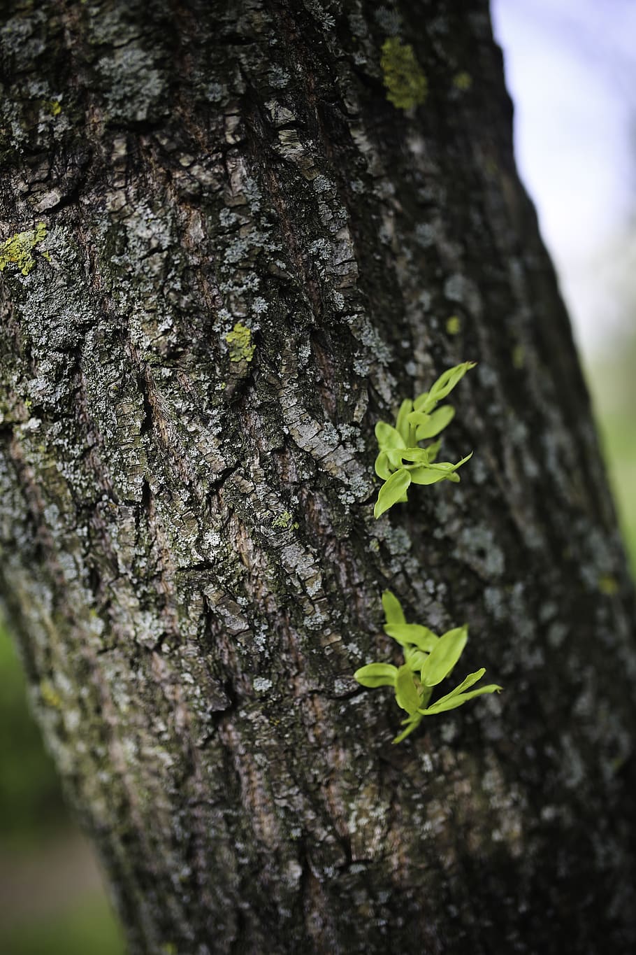 Tree bark, Chinese, close, color, environment, flora, green, growth HD wallpaper