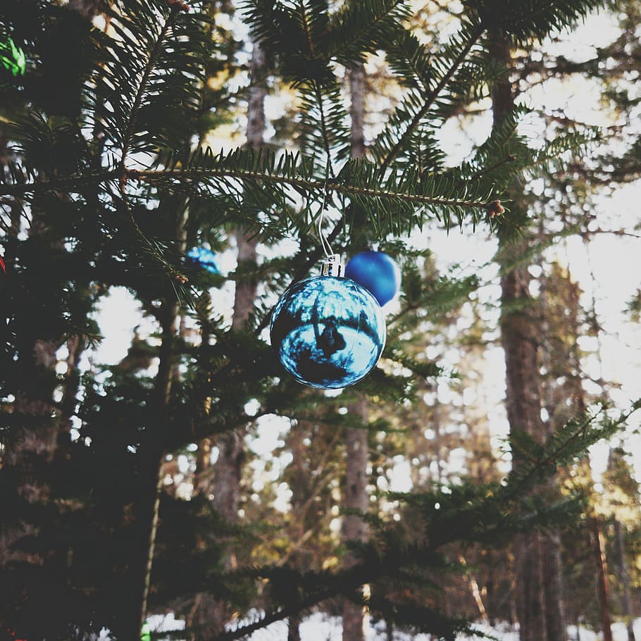 canada, riverview, dobson trail, tree, plant, nature, low angle view HD wallpaper