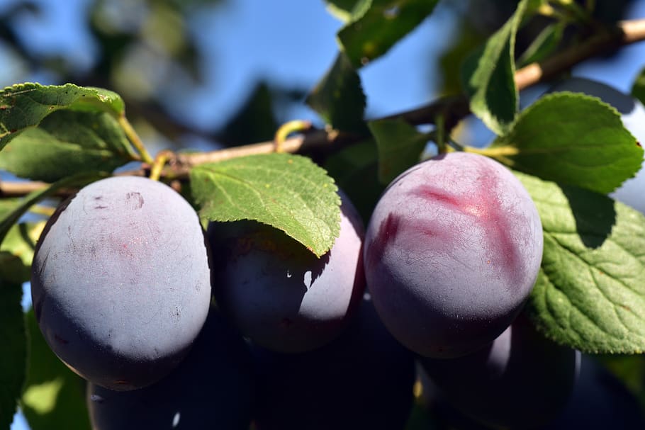 plum, plum tree, branch, fruit, fruit tree, violet, healthy, HD wallpaper