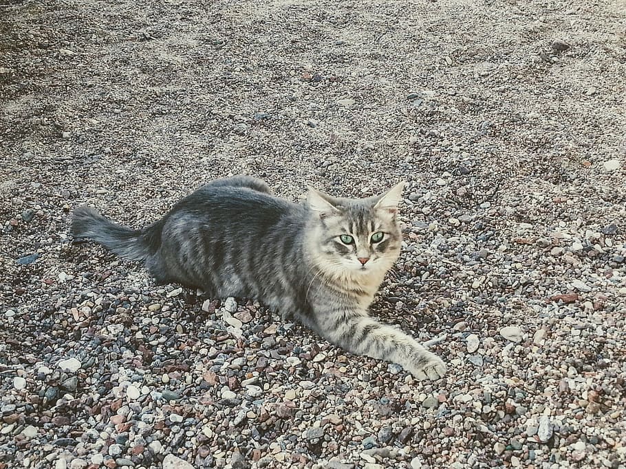 desert, rock, green, fluffy, gray, cat, domestic cat, feline HD wallpaper