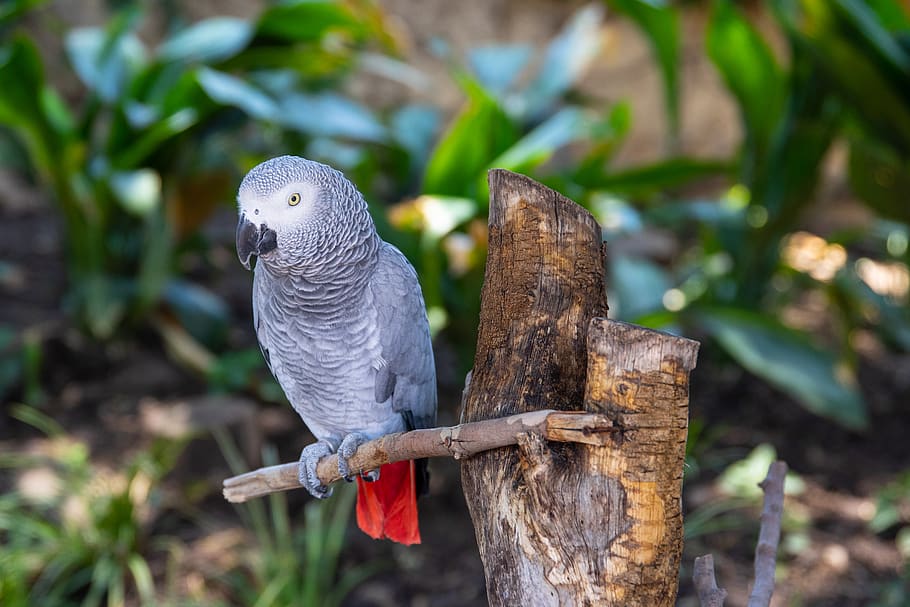 Selective Focus Photography Of African Grey Parrot Perched On Branch, HD wallpaper