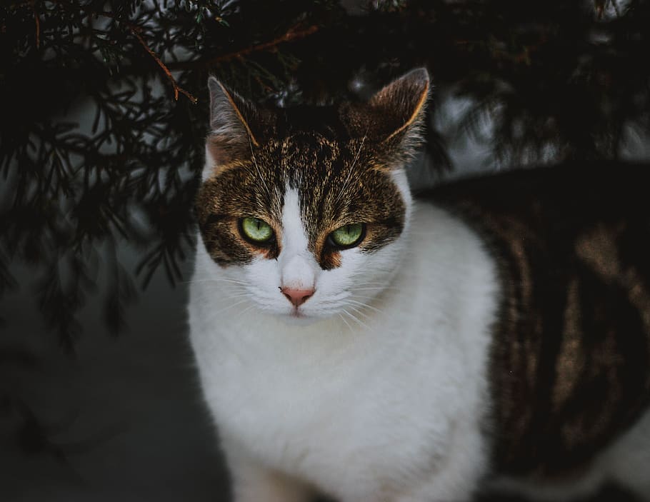 white and brown tabby cat, domestic, pets, domestic cat, domestic animals HD wallpaper