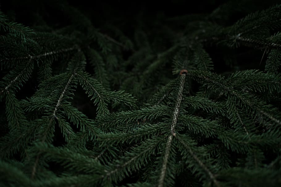 dark, green, leaf, plant, growth, green color, close-up, tree HD wallpaper