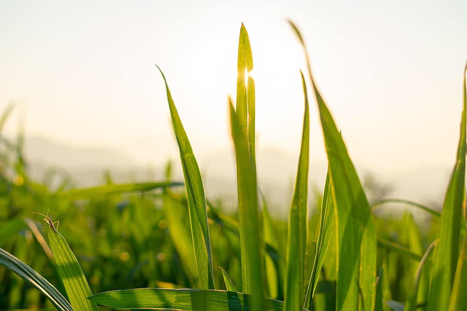 wheat, green leaf, seedling, plant, growth, green color, nature HD wallpaper