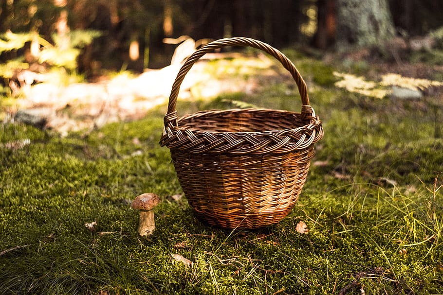 fungus, forest, day, autumn, mushrooms, red, toxic, hat, toadstool HD wallpaper